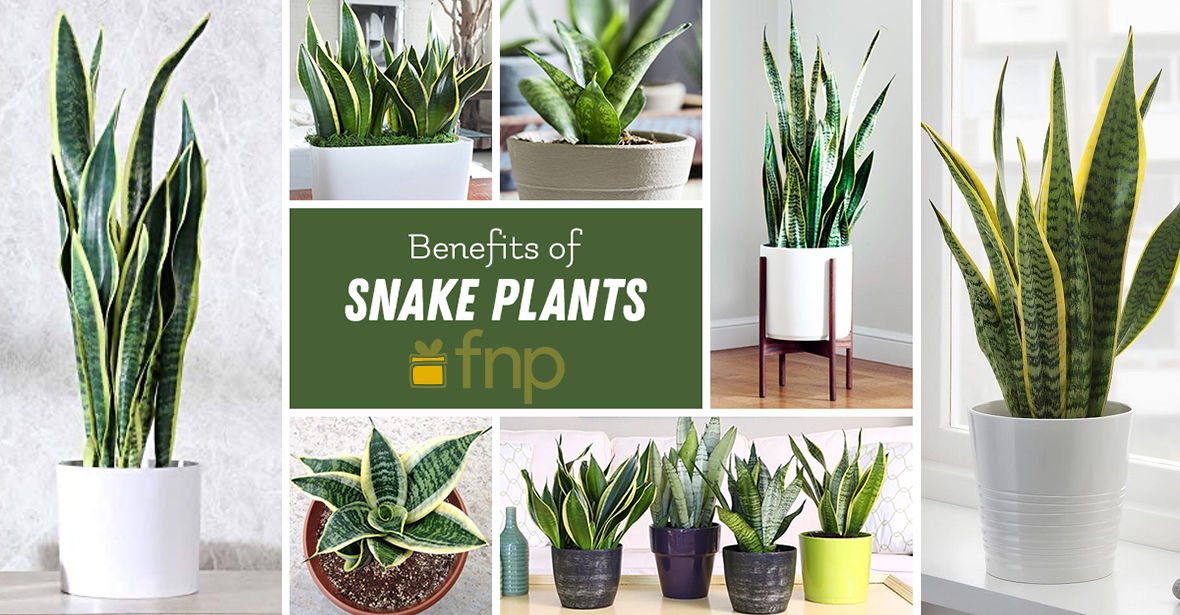 Do You Know About Snake Plant Benefits FNP