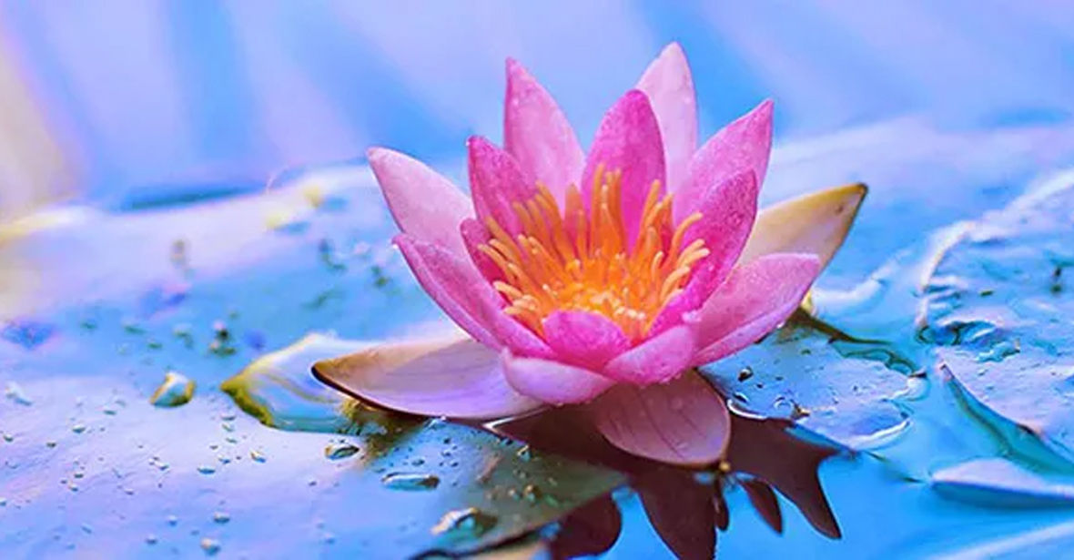 Which Flowers Are Used Profusely In Medicine? FNP