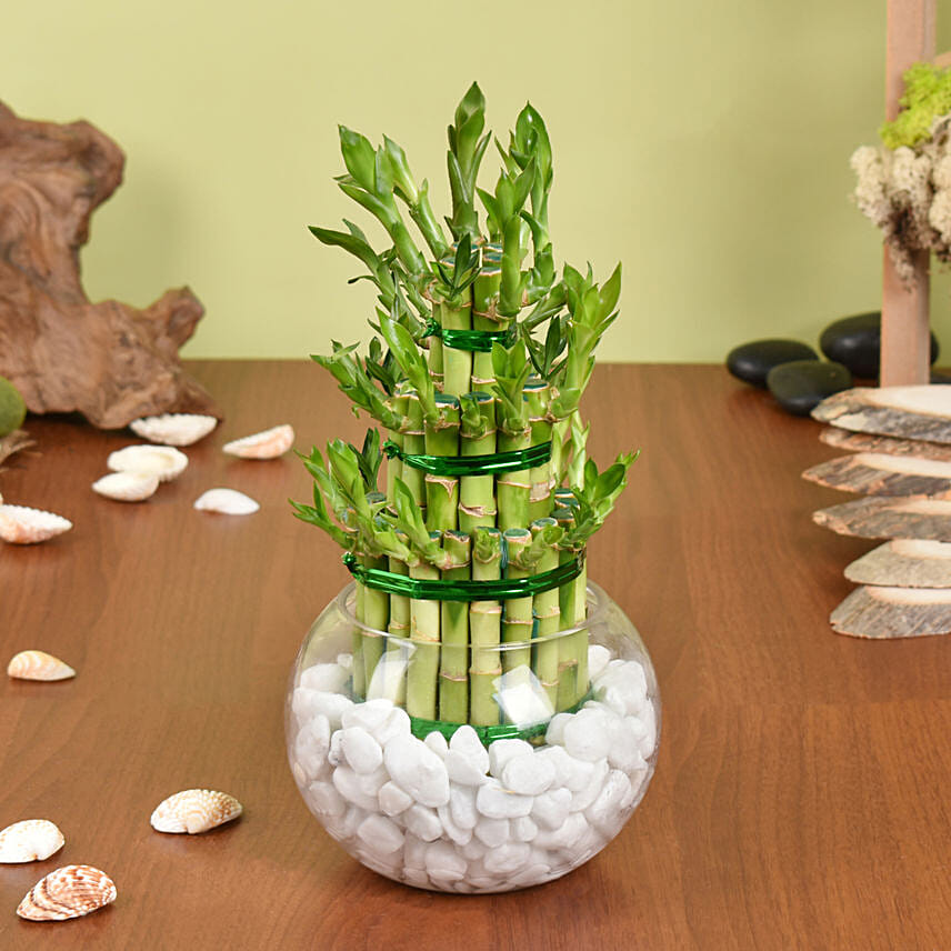 Online 3 Layer Lucky Bamboo Plant Gift Delivery in UAE FNP