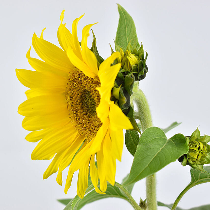 Online Sunflower Plant Gift Delivery in UAE FNP