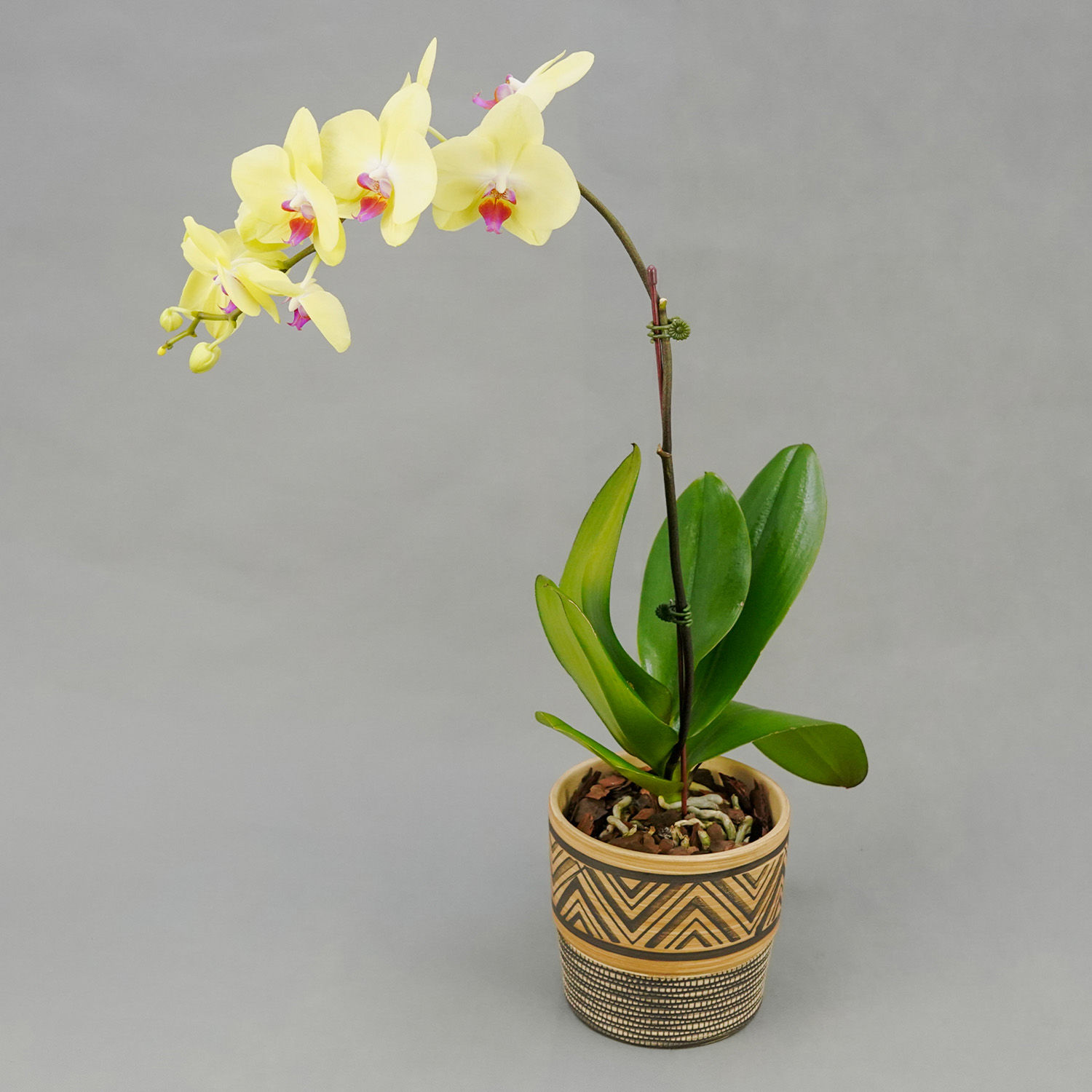 Online Graceful Yellow Orchid Plant Gift Delivery in UAE FNP
